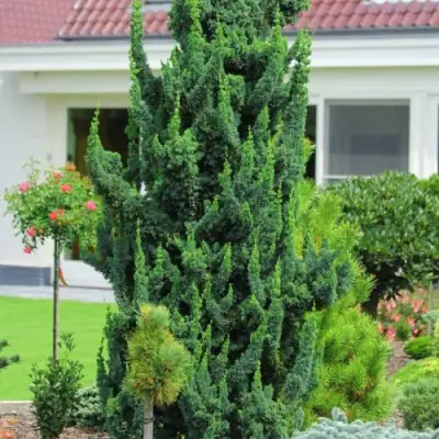 Кипарисовик ВИСЕЛЛИ лавсона в Минске