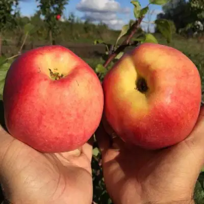 Яблоня КОВРОВОЕ стелющаяся в Минске