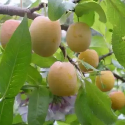 Слива УТРО в Минске