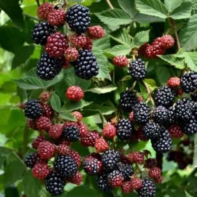 Ежевика РУБЕН ремонтантная  в Минске