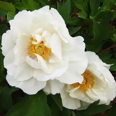 Пион БЕЛЫЙ НЕФРИТ древовидный в Минске