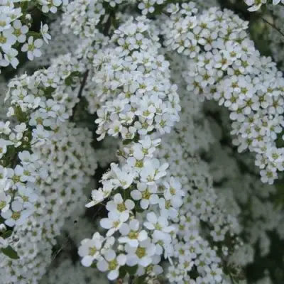 Спирея АРГУТА в Минске