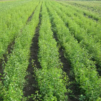 Подвой сливы ДИКАЯ АЛЫЧА в Минске