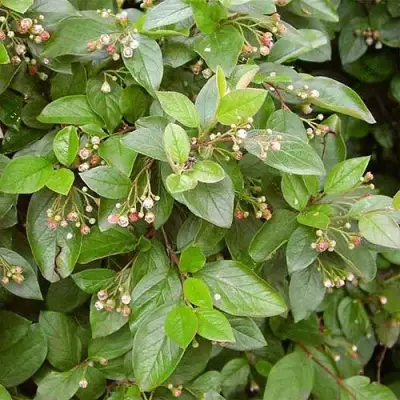 Кизильник блестящий в Минске