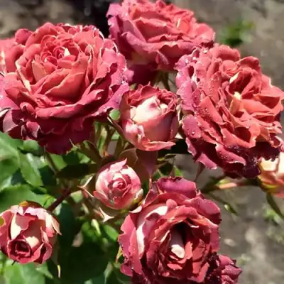 Роза ТИРАМИСУ спрей в Минске