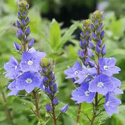 Вероника РОЯЛ БЛЮ большая в Минске