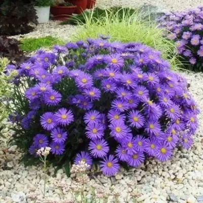 Астра ЛЕДИ ИН БЛЮ в Минске