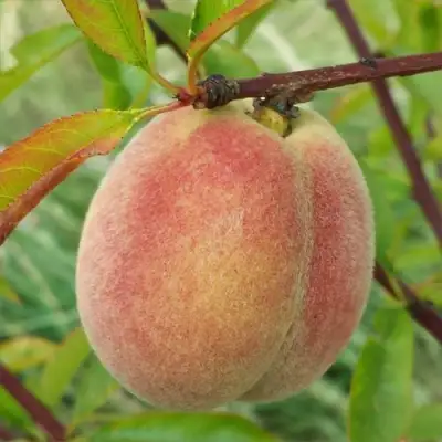 Персик ЕЛГАВСКИЙ в Минске