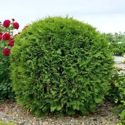 Туя ВУДВАРДИ западная в Минске