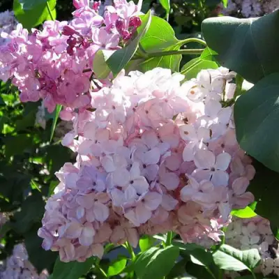 Сирень ГОРТЕНЗИЯ в Минске