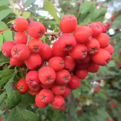 Рябина НЕВЕЖИНСКАЯ сладкоплодная в Минске