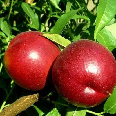 Нектарин НЕКТАРЕД-4 в Минске