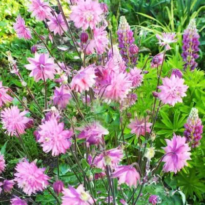 Аквилегия БАРЛОУ ПИНК гибрид МакКаны в Минске