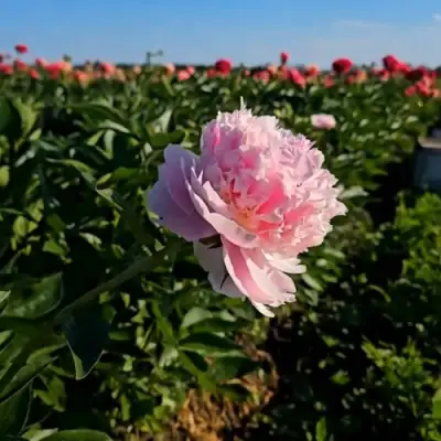 Пион ИМПЕРАТОРСКАЯ НАЛОЖНИЦА древовидный в Минске