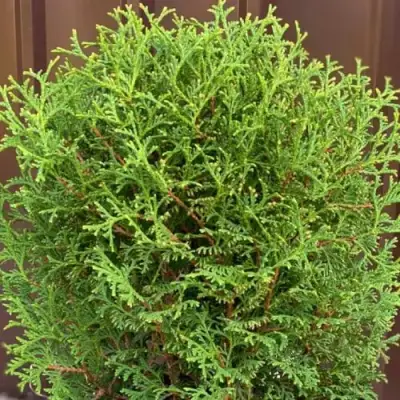 Туя ХОЗЕРИ западная в Минске