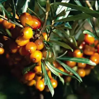 Облепиха ДАР КАЗАКОВУ в Минске