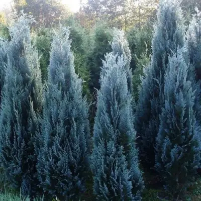 Кипарисовик ДАРТС БЛЮ РИББОН лавсона в Минске