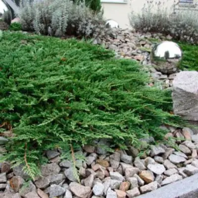 Можжевельник ПРИНЦ ОФ УЭЛЬС горизонтальный в Минске