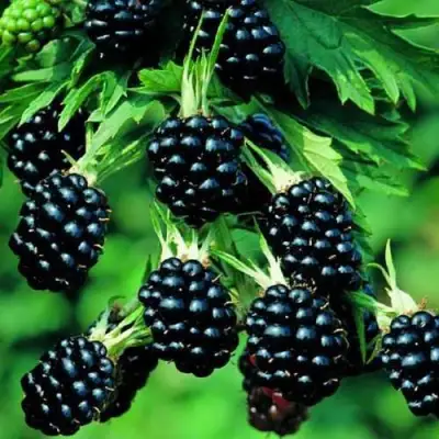 Ежевика КИТАНИНИ бесшипная  в Минске