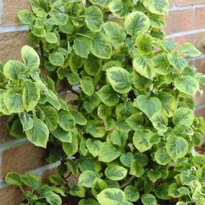 Гортензия МИРАНДА черешковая в Минске