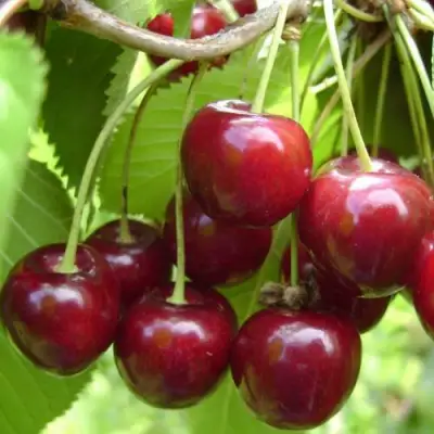 Вишня ХАРИТОНОВСКАЯ в Минске