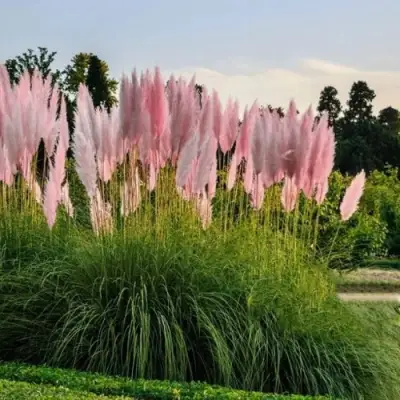 Кортадерия розовая (пампасная трава) в Минске