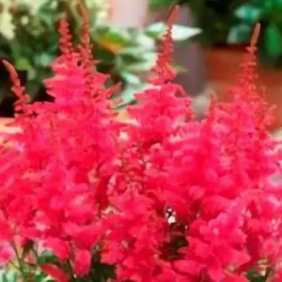 Астильба ЮНИК КАРМИН гибридная в Минске