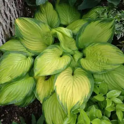 Хоста СТЕЙНД ГЛАСС гибридная в Минске