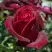 Роза ПАПА МЕЙЯН чайно-гибридная в Минске