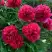 Пион БЕЛГРАВИЯ травянистый в Минске