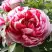 Пион РЕД ВИЗ ПИНК древовидный в Минске
