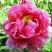 Пион ВОСХОД СОЛНЦА древовидный в Минске