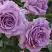 Роза ЛАВ СОНГ флорибунда в Минске