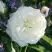 Роза АЛАБАСТЕР флорибунда в Минске