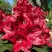 Рододендрон МАТАДОР в Минске