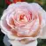 Роза АНДРЕ ЛЕ НОТР чайно-гибридная в Минске