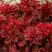 Барбарис РЕД ХОТ ЧИЛИ тунберга в Минске