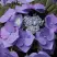 Гортензия БЛАУМАЙС (БЛАУМАЙЗЕ) крупнолистная в Минске