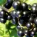 Смородина чёрная ДЕЛИКАТЕСНАЯ в Минске