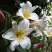 Лилия ВАЙТ ПЛАНЕТ трубчатая в Минске