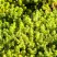 Очиток (седум) ЙЕЛЛОУ КВИН едкий в Минске