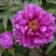 Пион ЛИЛОВАЯ ФАНТАЗИЯ древовидный в Минске