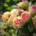 Роза ПИТАХАЙЯ чайно-гибридная в Минске