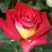 Роза ФРЕНДШИП чайно-гибридная в Минске