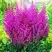 Астильба ПЕПЛ РЕЙН гибридная в Минске