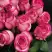Роза КАРУСЕЛЬ чайно-гибридная в Минске