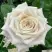 Роза МЕНТА чайно-гибридная в Минске