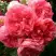 Роза РОЗАРИУМ ЮТЕРСОН плетистая в Минске