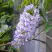 Глициния макростахия БЛЮ МУН в Минске