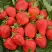 Клубника САН АНДРЕАС ремонтантная в Минске